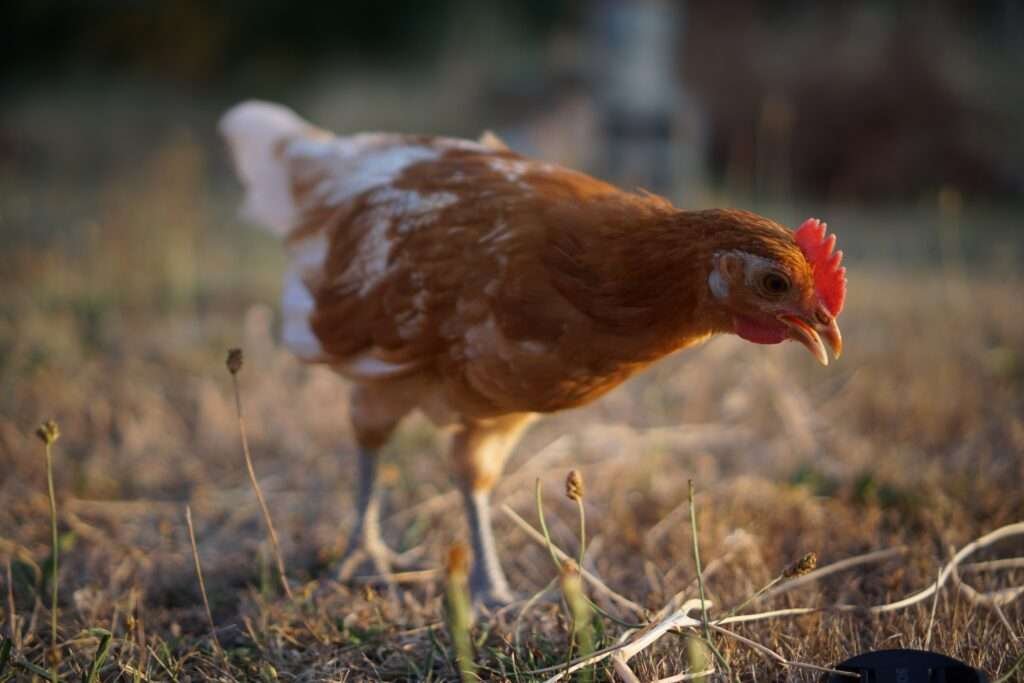 Bare patches on your chicken