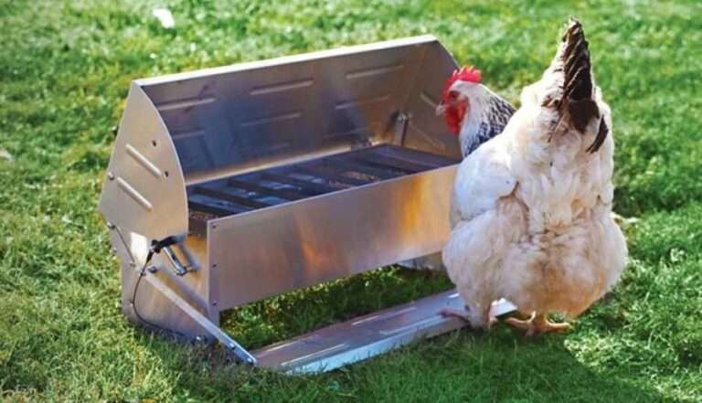 The Best Chicken Shelter: Structures and Cost Considerations ...