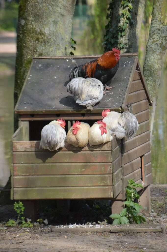 Chicken Coop Balance