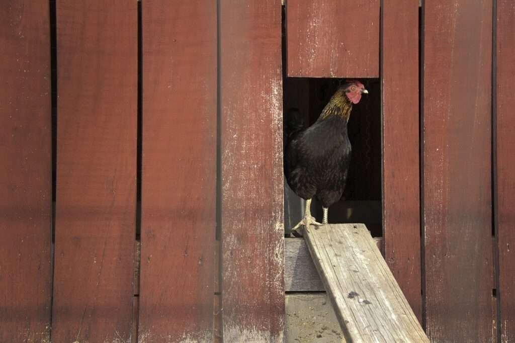 Chicken Coop Traditional Red