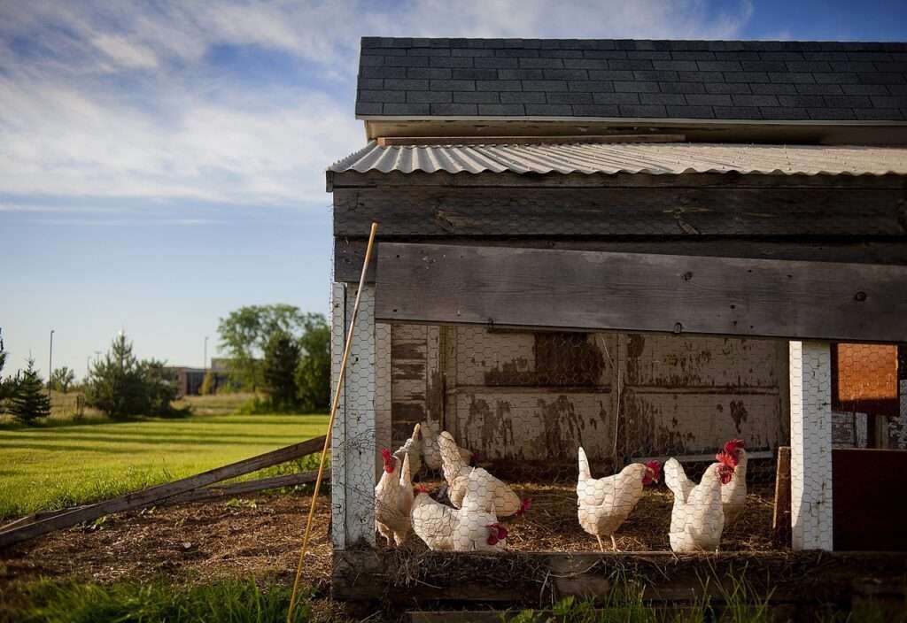 Chicken Coop Painting