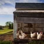 Chicken Coop Painting