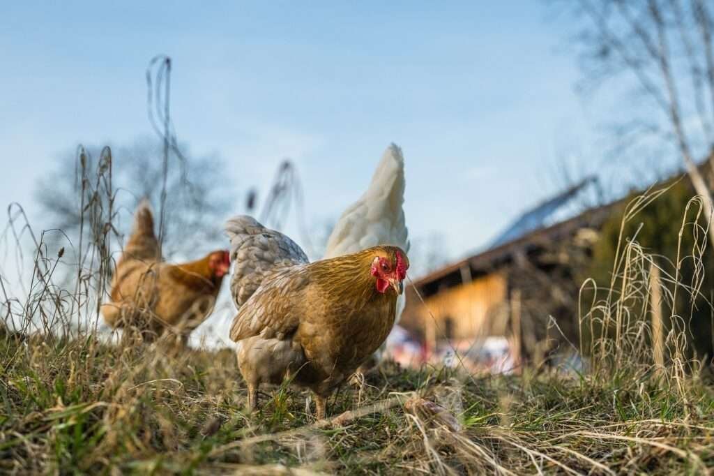 Keeping Chickens Off My Porch in a Pen