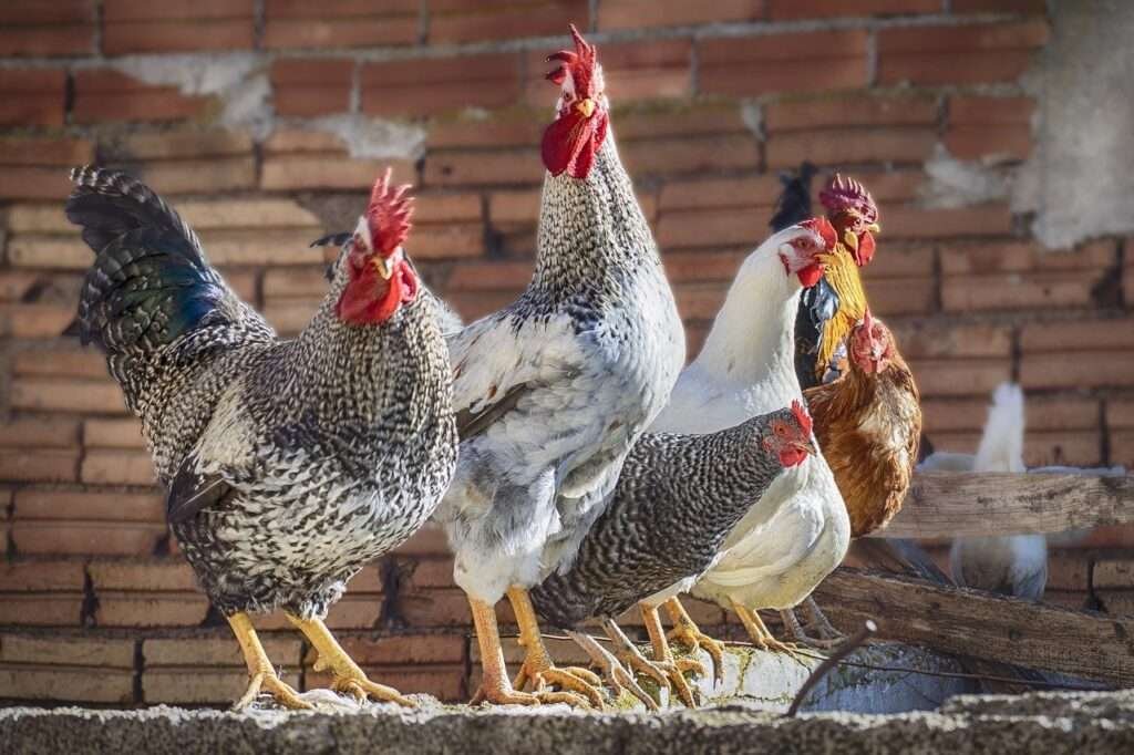 Chickens off Porch on a Wall