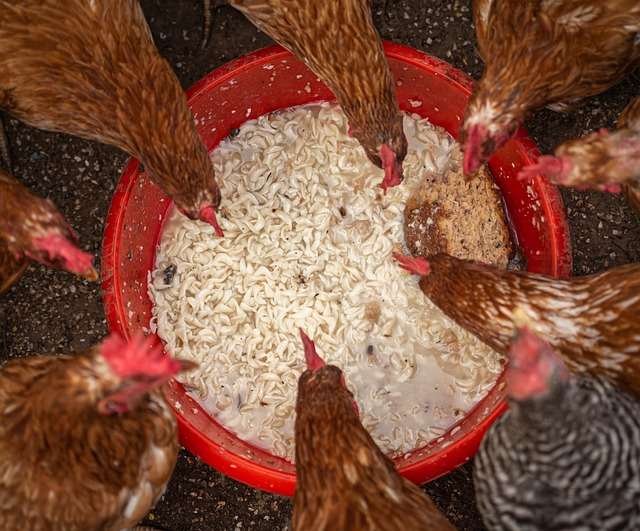 Bulk Chicken Feed Near You